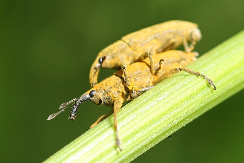 Lixus weevils mating, complete with amusing expressions