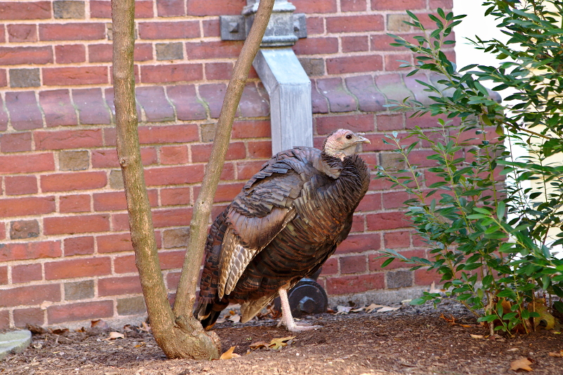 Harvard Yard Turkey