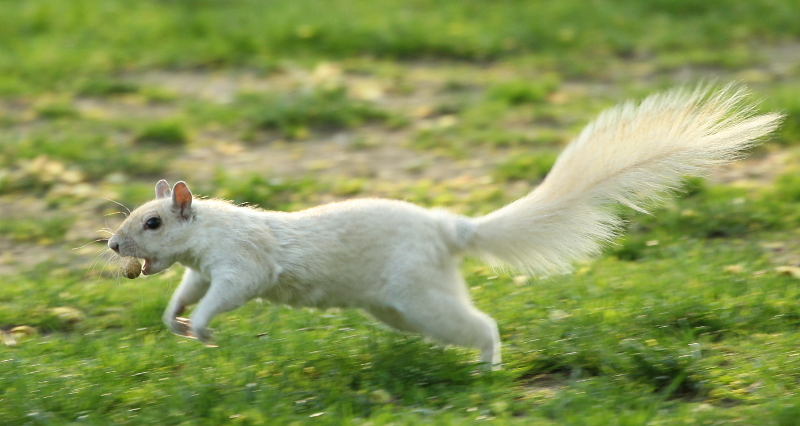 White squirrel bounding with a peanut.