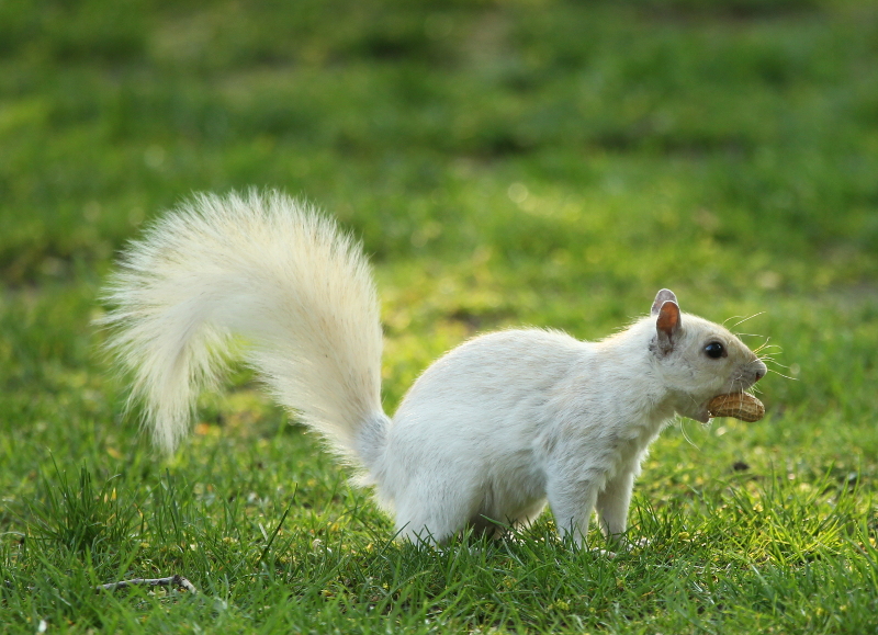 White squirrel with a peanut.